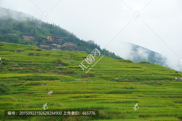 梯田