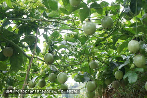 羅漢果