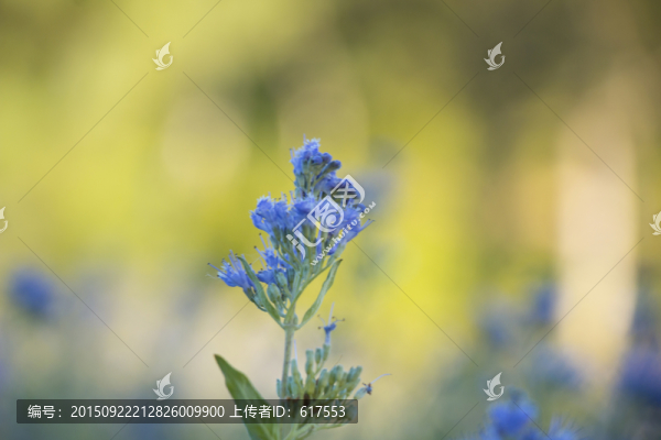 夢幻薰衣草