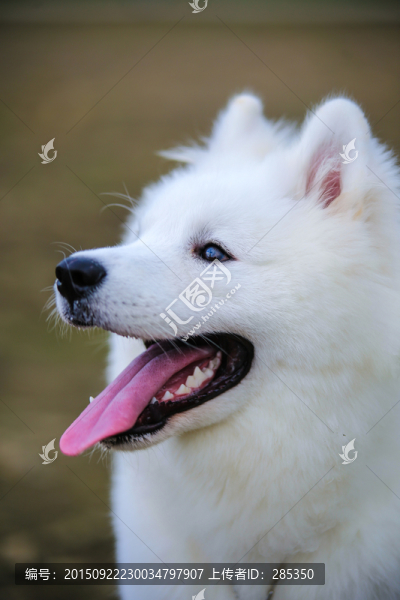 薩摩耶
