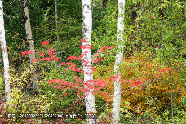 白樺樹和紅葉