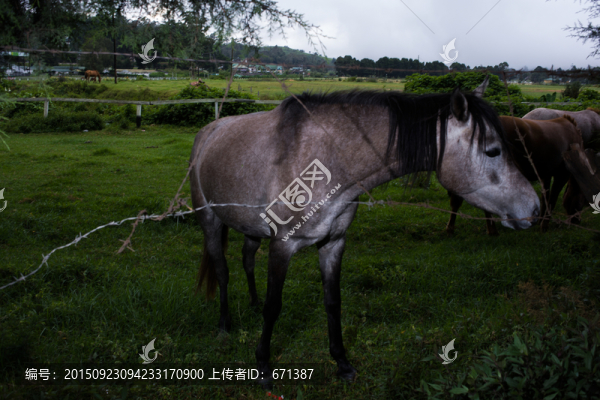 吃草的馬兒
