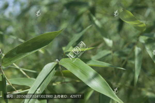 竹葉,竹子