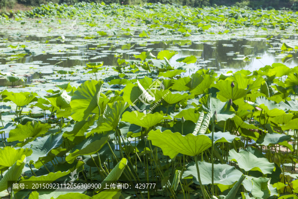 荷葉,荷花池