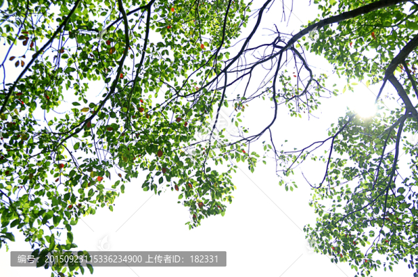 陽光和樹葉