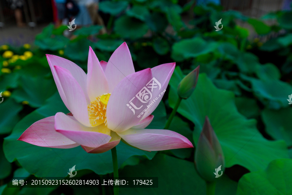 北京圓明園荷花