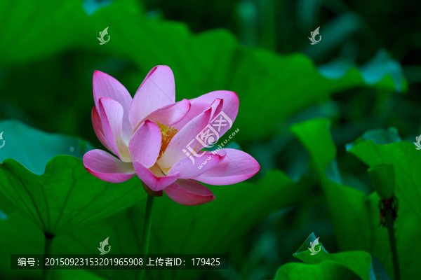 北京圓明園荷花