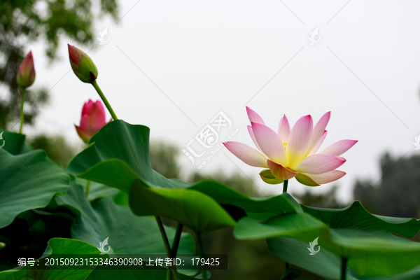 北京圓明園荷花