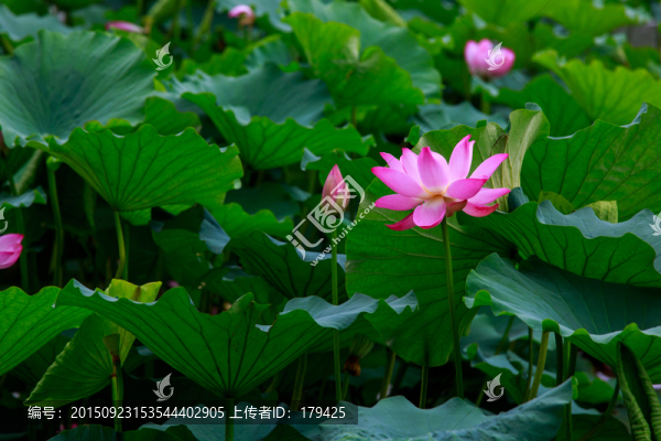 北京圓明園荷花