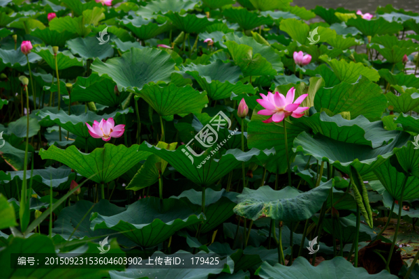 北京圓明園荷花