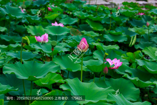 北京圓明園荷花