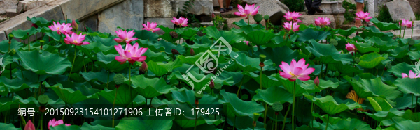 北京圓明園荷花
