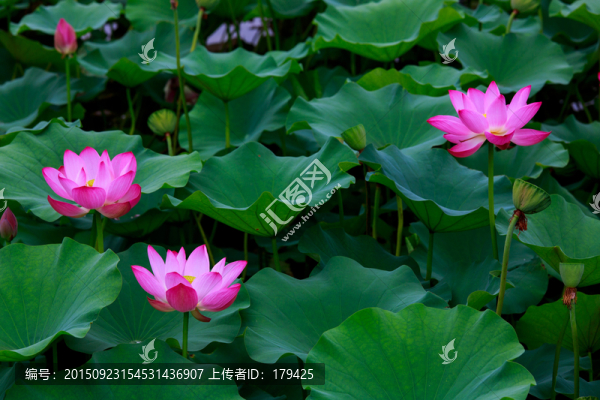 北京圓明園荷花