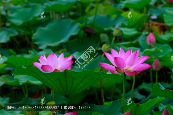 北京圓明園荷花