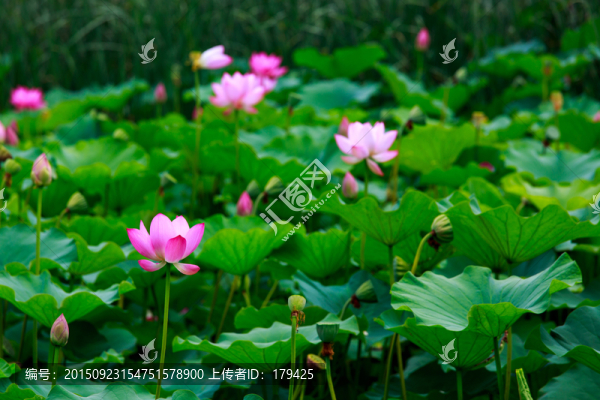 北京圓明園荷花