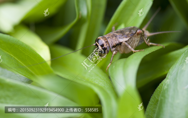 蟋蟀,昆蟲