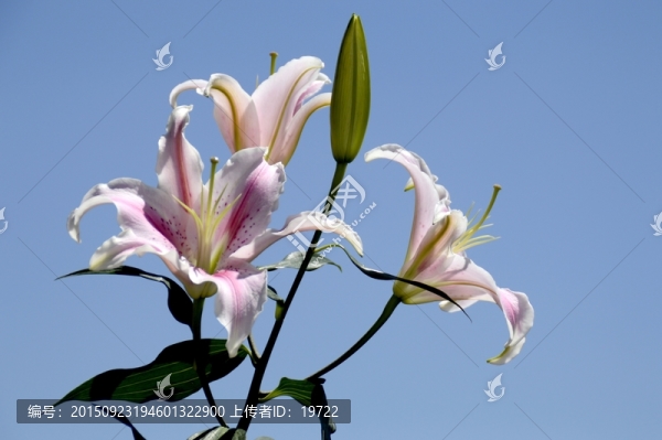 百合花