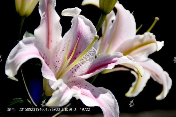 百合花