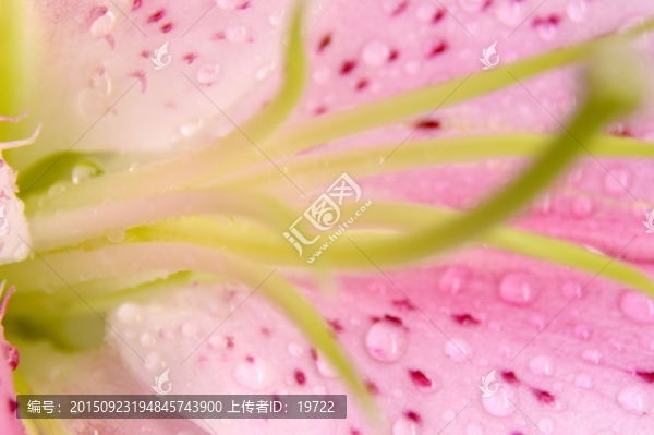 百合花