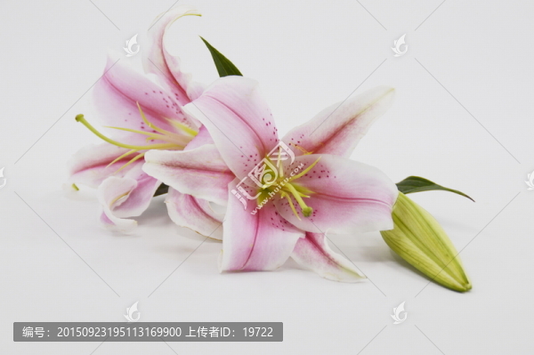 百合花