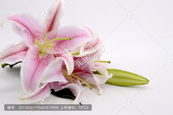 百合花