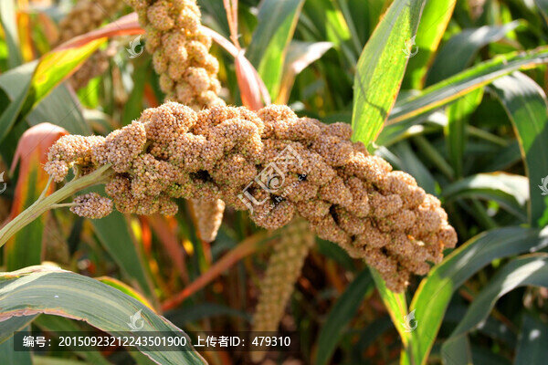 谷子,谷子田