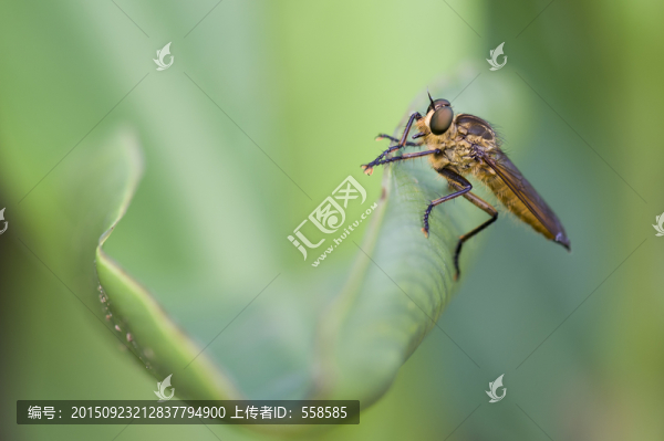 食蟲虻