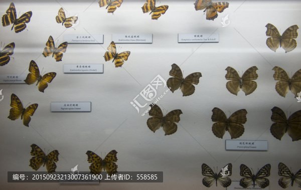 蝴蝶標(biāo)本展示,蛺蝶