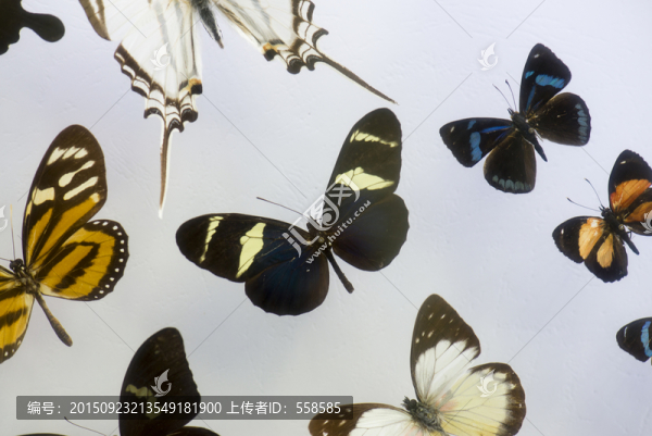 外國蝴蝶標(biāo)本,展示