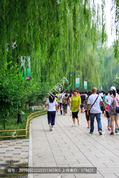 圓明園綺春園柳樹