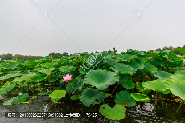 圓明園湖水荷花