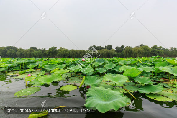 圓明園湖水荷花