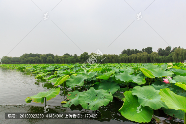 圓明園湖水荷花