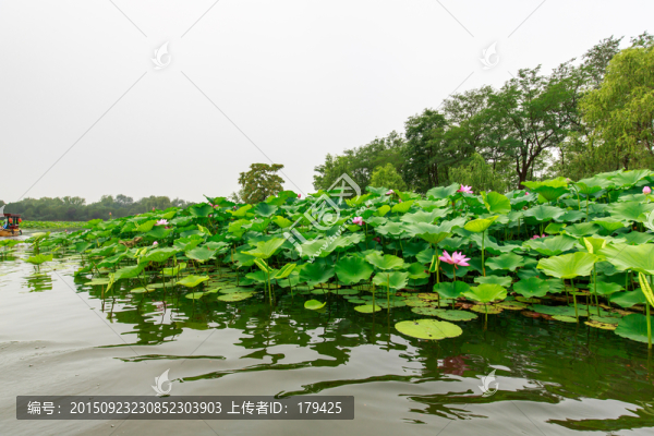 圓明園湖水荷花