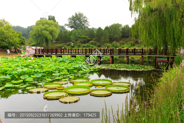 圓明園荷花小橋