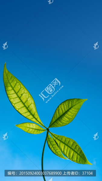 藍天樹葉
