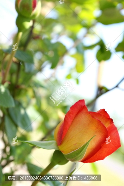 月季花
