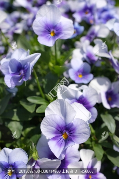 蝴蝶花