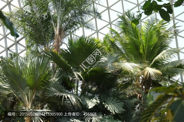 熱帶植物