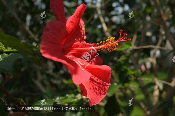 紅色花朵