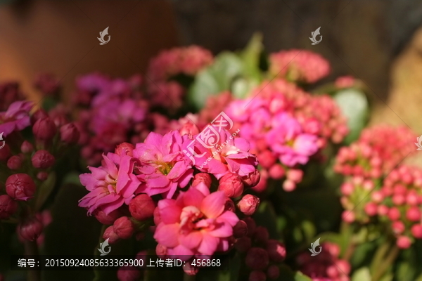 仙人掌花朵