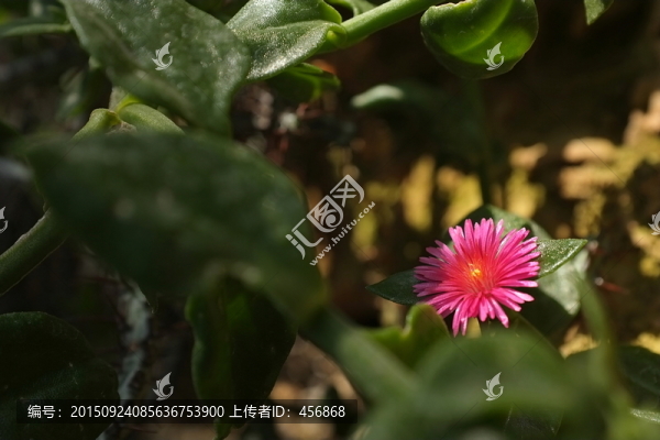 粉色花朵