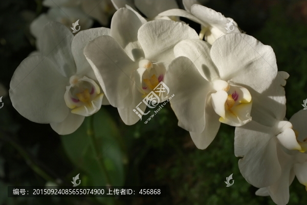 蝴蝶蘭