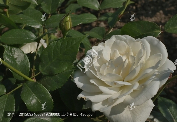 白色月季花