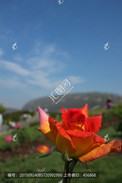 月季花