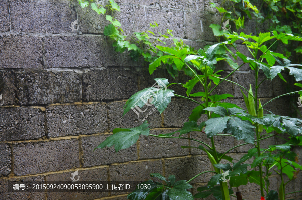 細雨