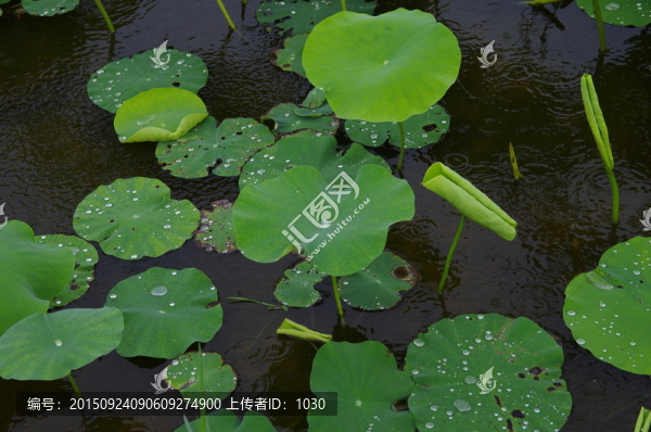 荷葉