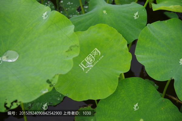 荷葉
