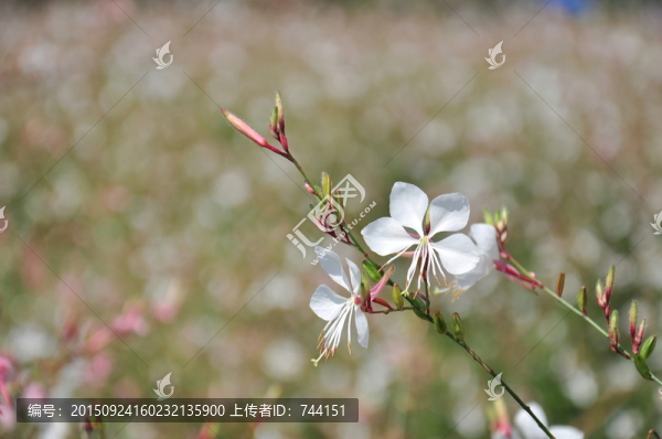 濕地公園