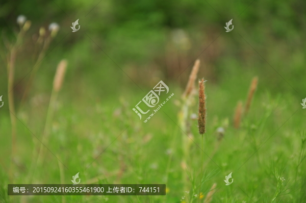 小草
